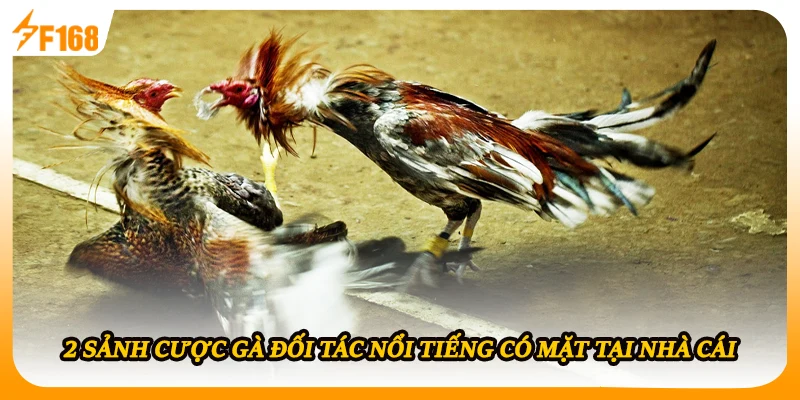 2 sảnh cược gà đối tác nổi tiếng có mặt tại nhà cái