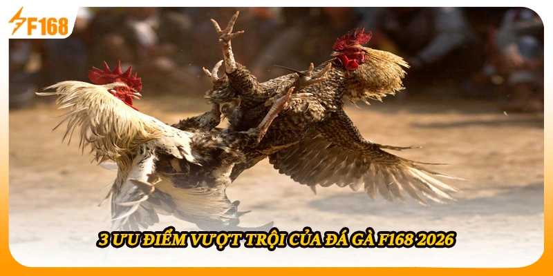3 ưu điểm vượt trội của đá gà F168 2026