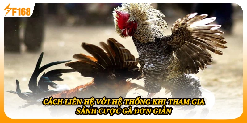 Cách liên hệ với hệ thống khi tham gia sảnh cược gà đơn giản