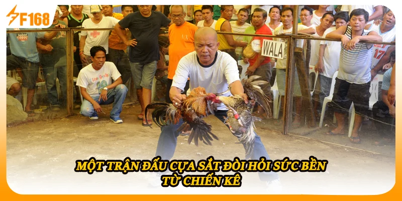 Một trận đấu cựa sắt đòi hỏi sức bền từ chiến kê