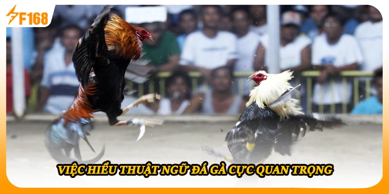 Việc hiểu thuật ngữ đá gà cực quan trọng