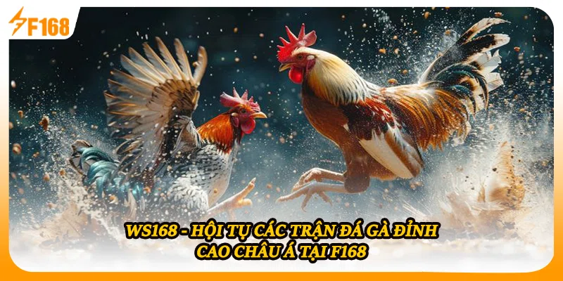WS168 - Hội Tụ Các Trận Đá Gà Đỉnh Cao Châu Á Tại F168
