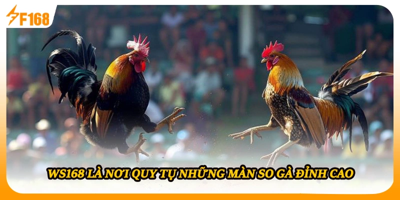 WS168 là nơi quy tụ những màn so gà đỉnh cao